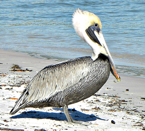 Pelican - closeup