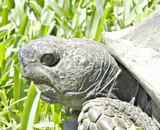 Turtle - closeup